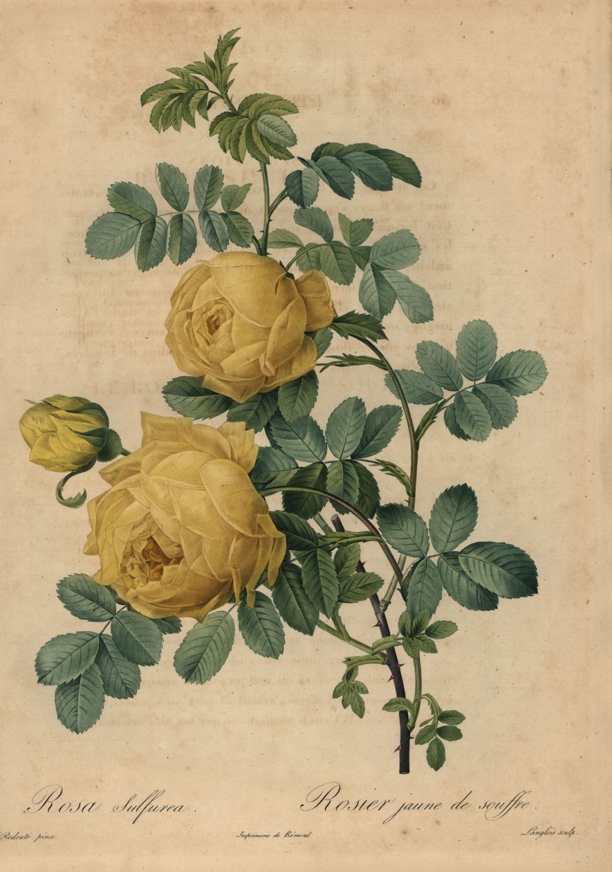 Žlutá sirná růže, Rosa hemisphaerica od Pierre Joseph Redouté