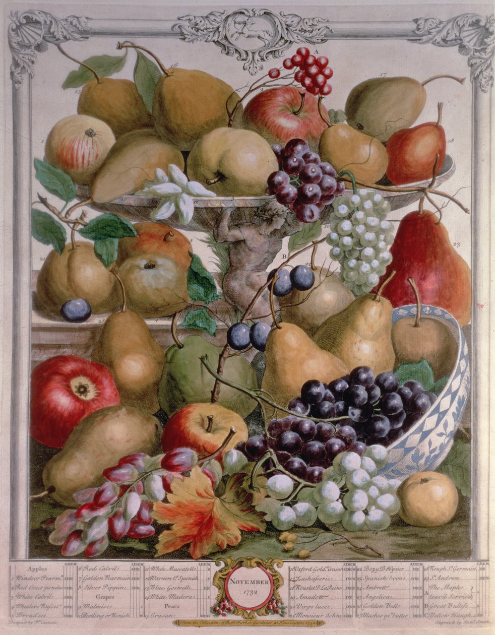 Listopad, z knihy "Dvanáct měsíců ovoce", autor Robert Furber (asi 1674-1756), vyryl James Smith, 1732 (barevná rytina) od Pieter Casteels