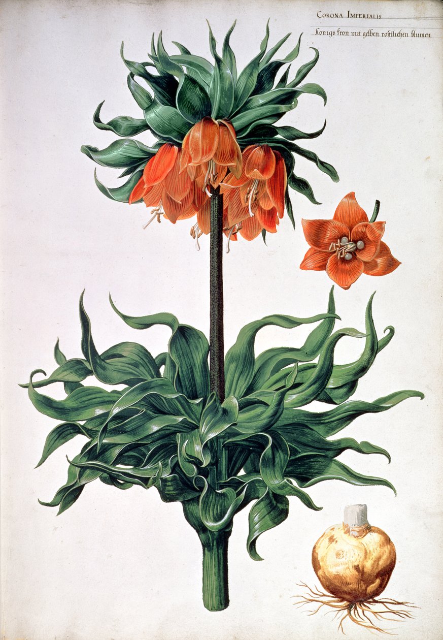Fritillaria imperialis, kolem 1630 od Pieter van Kouwenhoorn