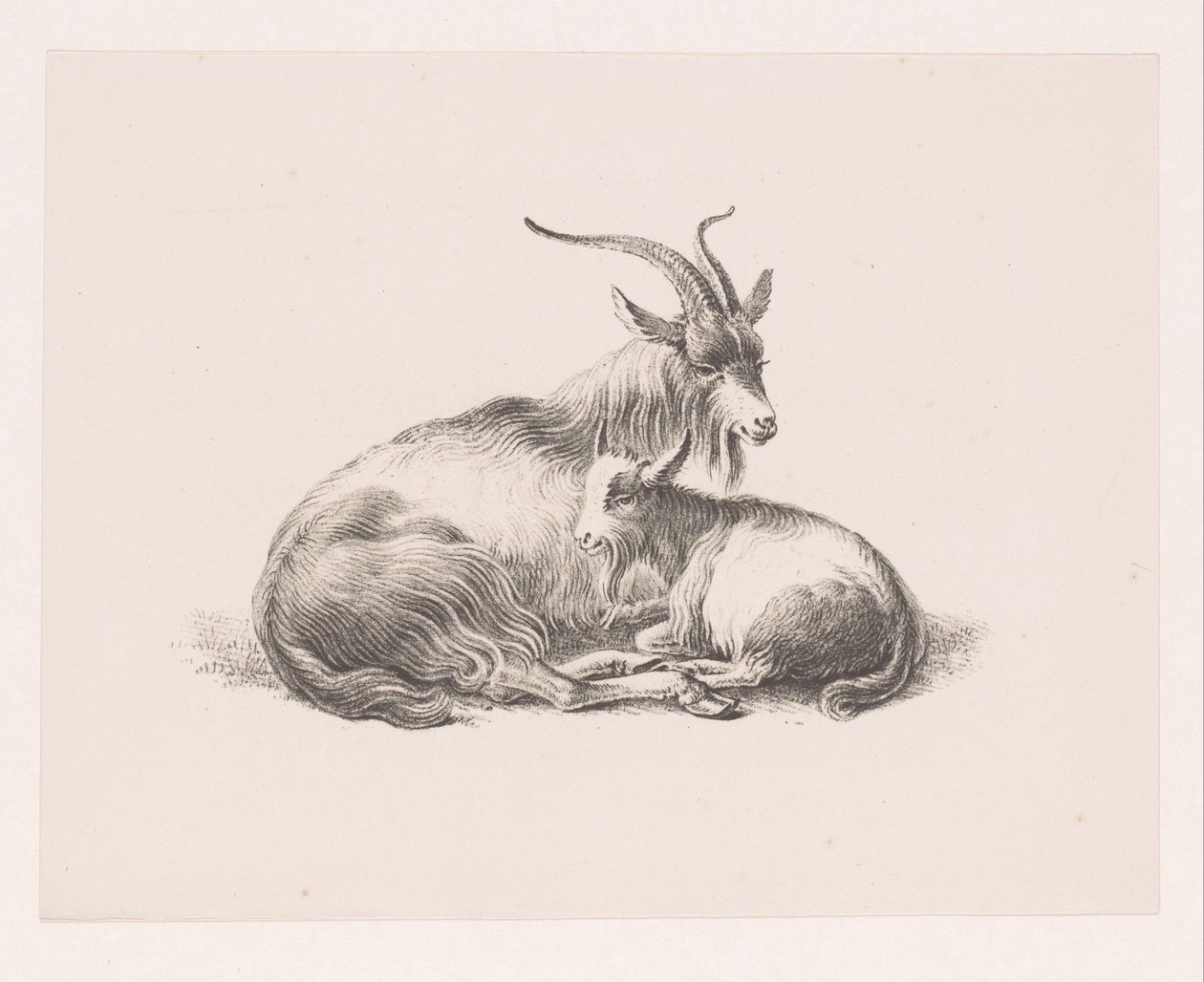 Buck a koza od Pieter Bartholomeusz. Barbiers