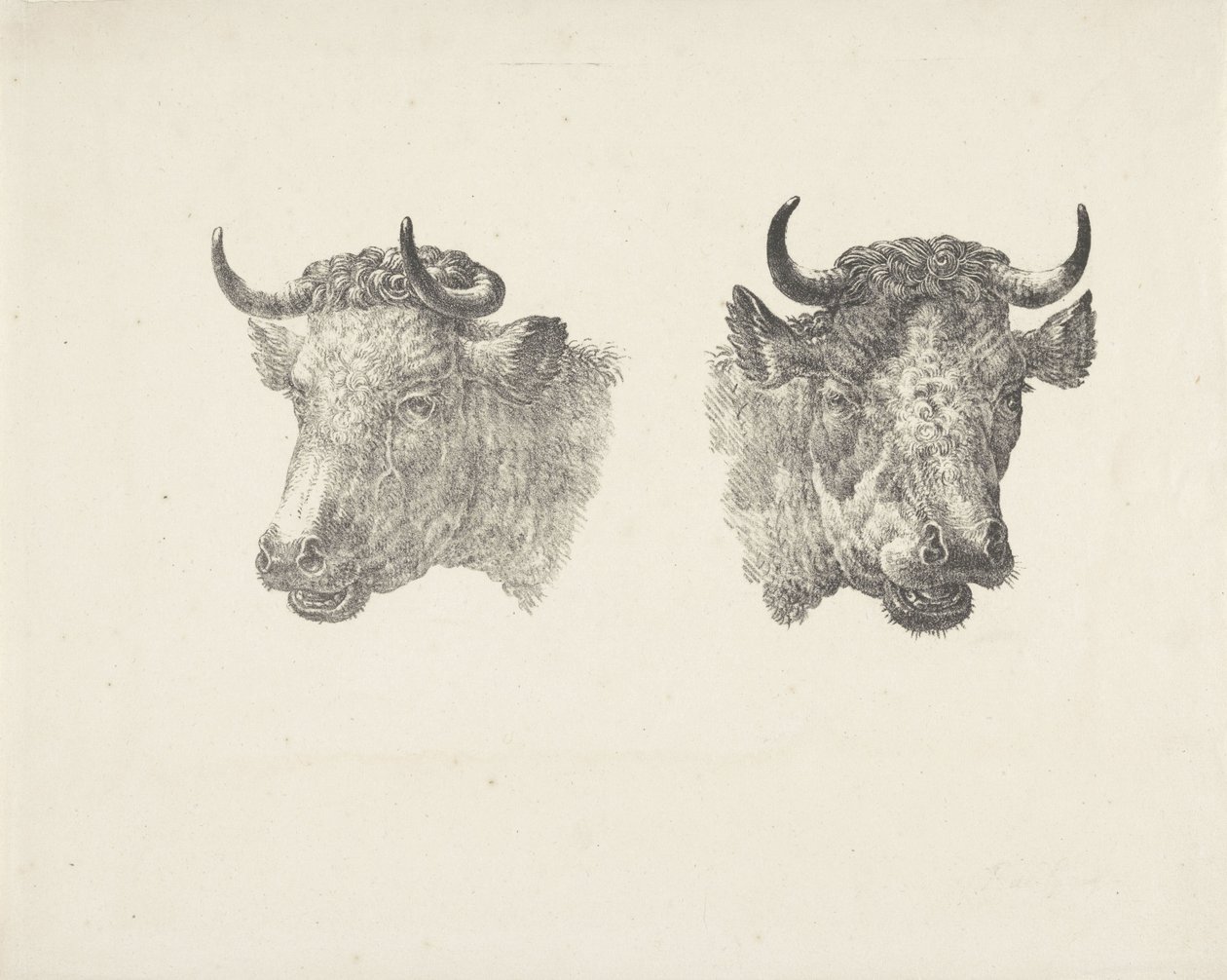 Dvě býčí hlavy od Pieter Bartholomeusz. Barbiers