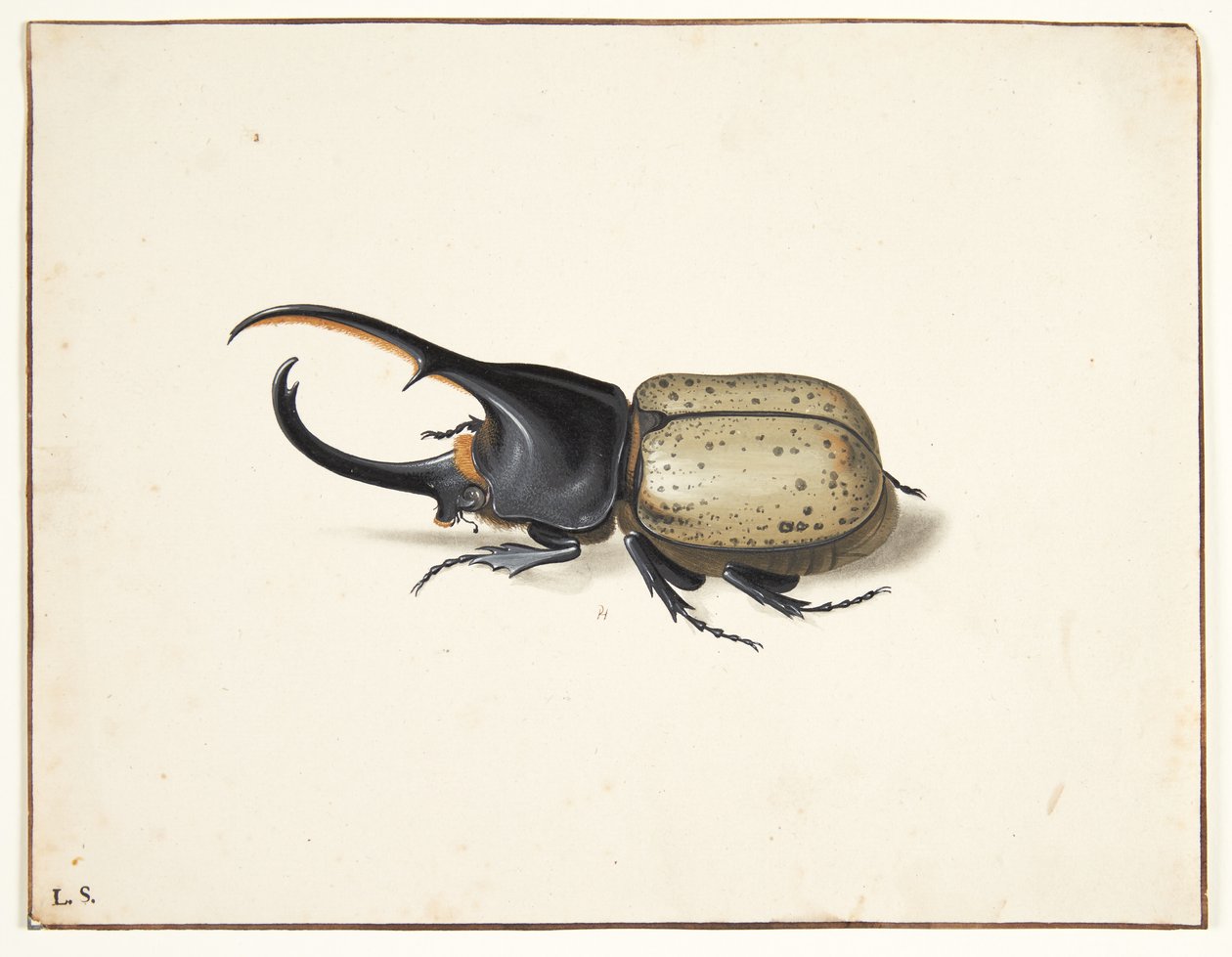 V herkulesbille (dynastes hercules) od Pieter Holsteijn