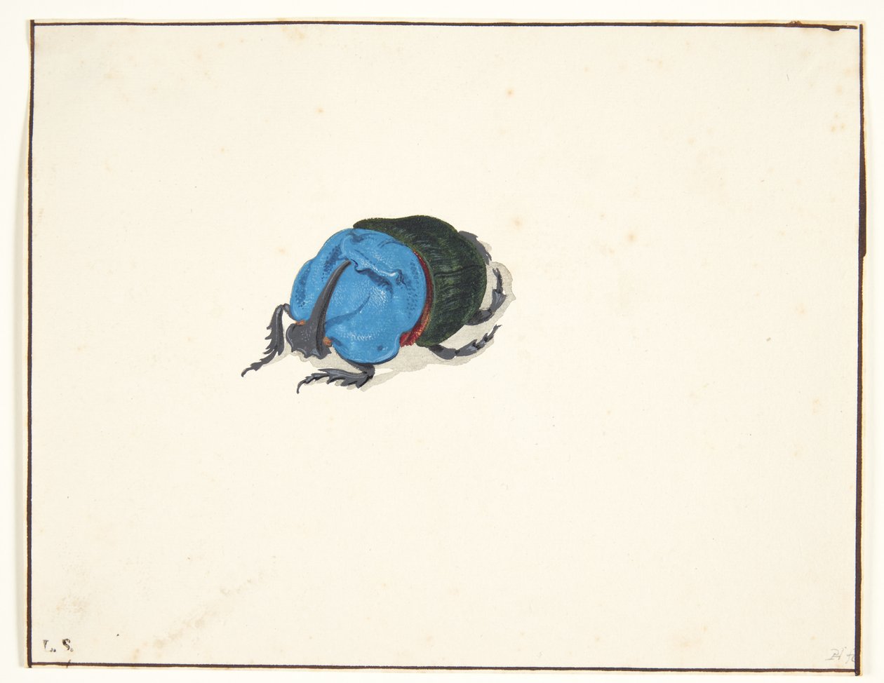 nosorožec (scarabaeidae) od Pieter Holsteijn