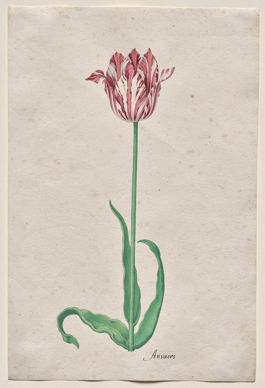 Studie tulipánu (Anvaers) od Pieter Holsteyn II