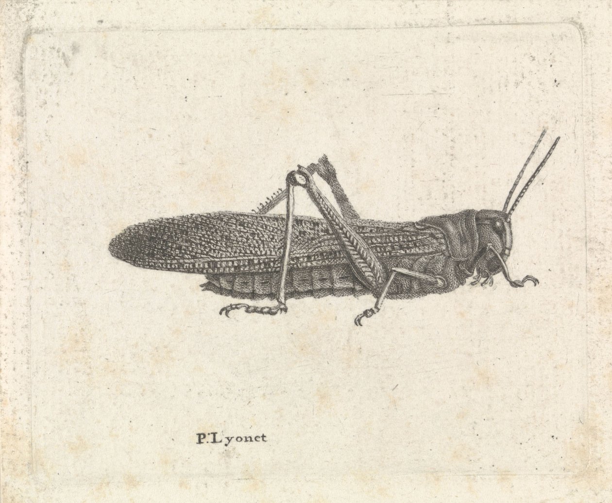 Saranče od Pieter Lyonet