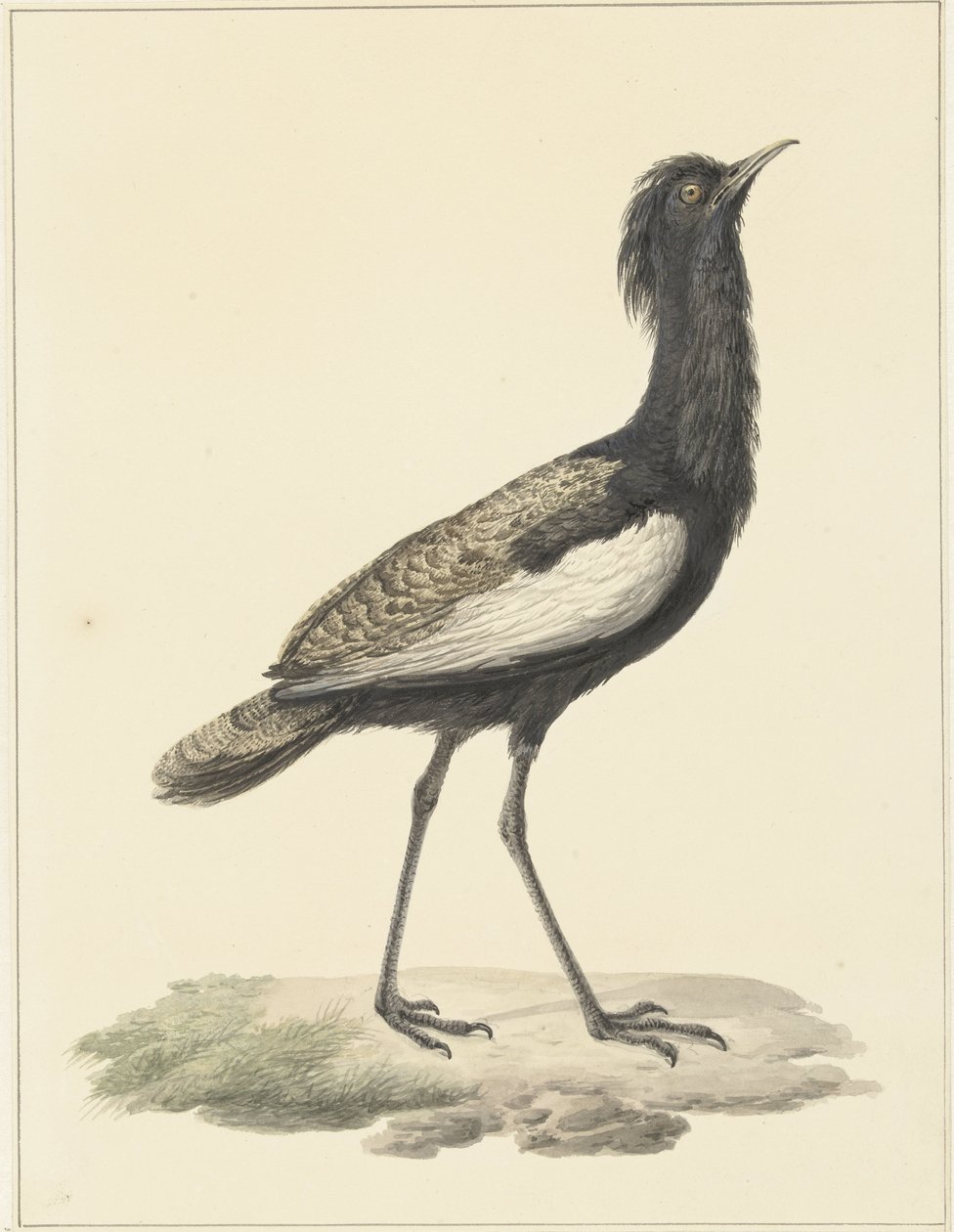 Bardatrap (Eupadatis bengalensis / Haubropsis bengalensis) od Pieter Pietersz. Barbiers