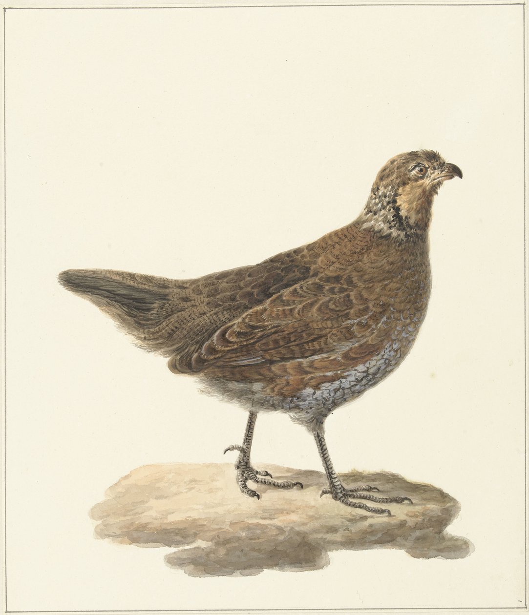 Bobwhite (Colinus virginianus) od Pieter Pietersz. Barbiers