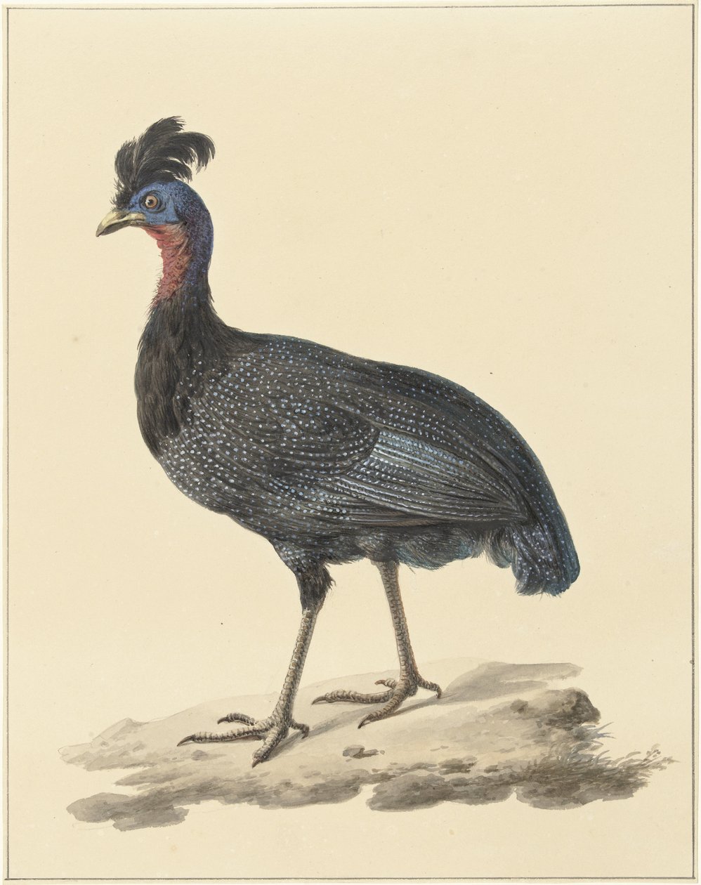 Perlička chocholatá od Pieter Pietersz. Barbiers