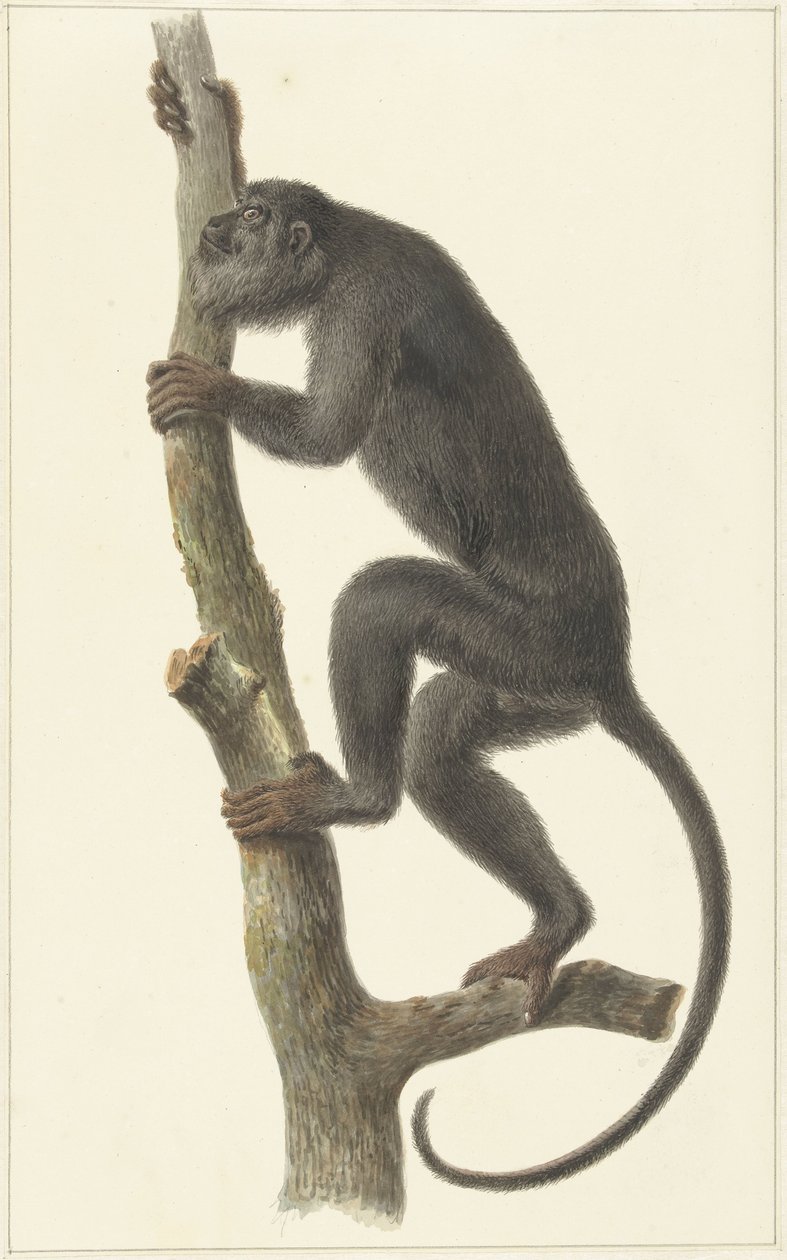 Černá vřešťana (Paraguay) od Pieter Pietersz. Barbiers