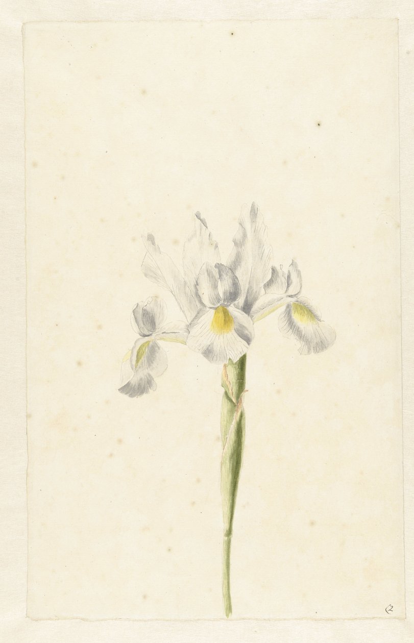Kosatec bílý (Iris albicans) od Pieter Withoos (circle of)