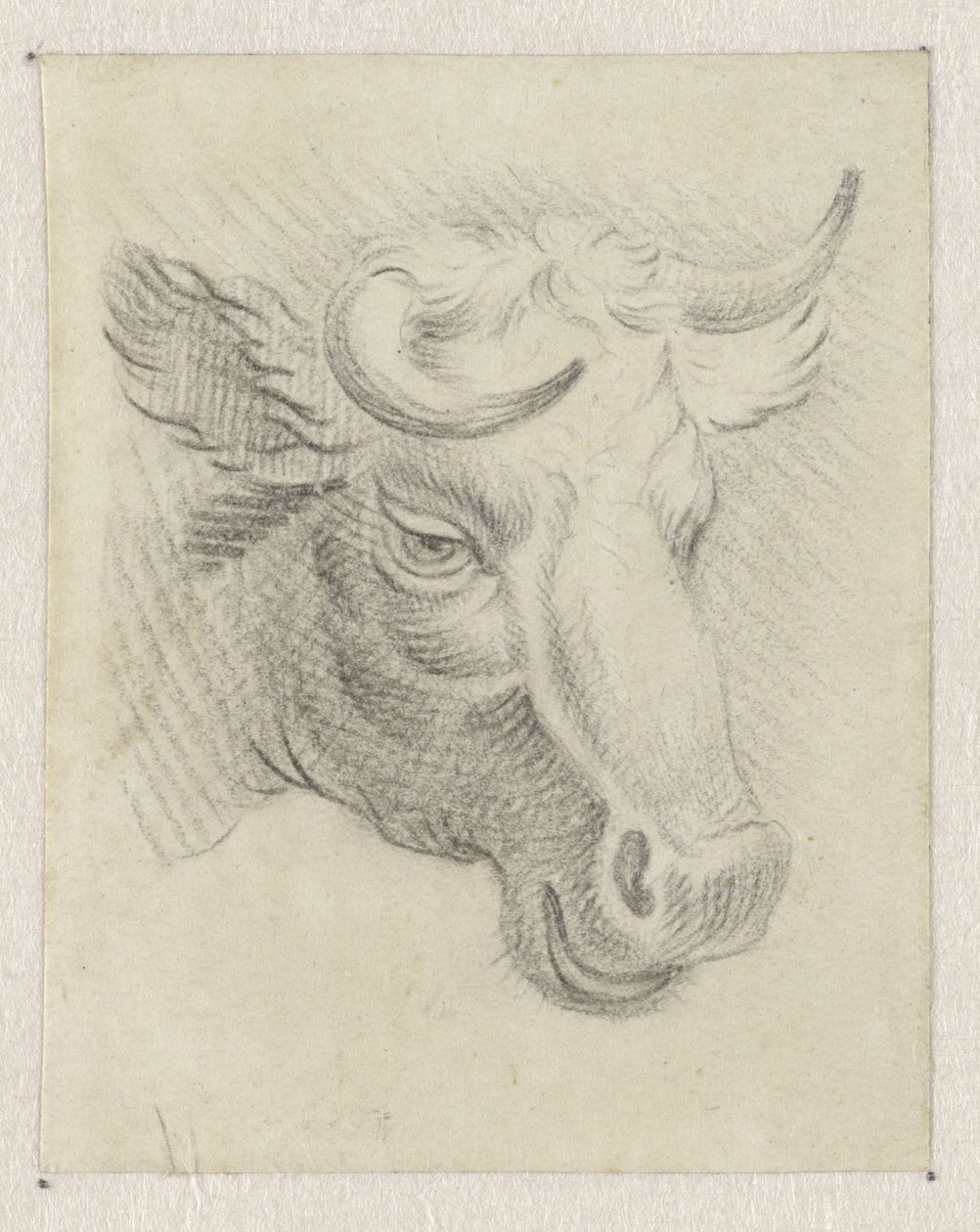 Hlava krávy od Pieter de Goeje