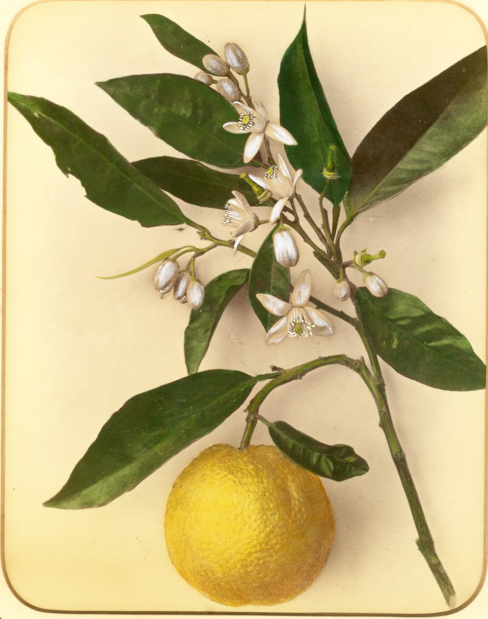 Lemon, 70. léta 19. století (tisk alba) od Pietro Guidi