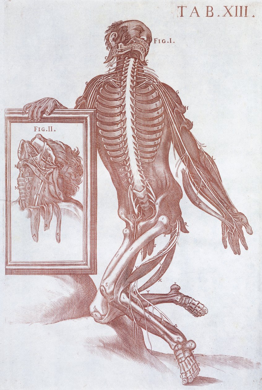 Anatomická postava z 