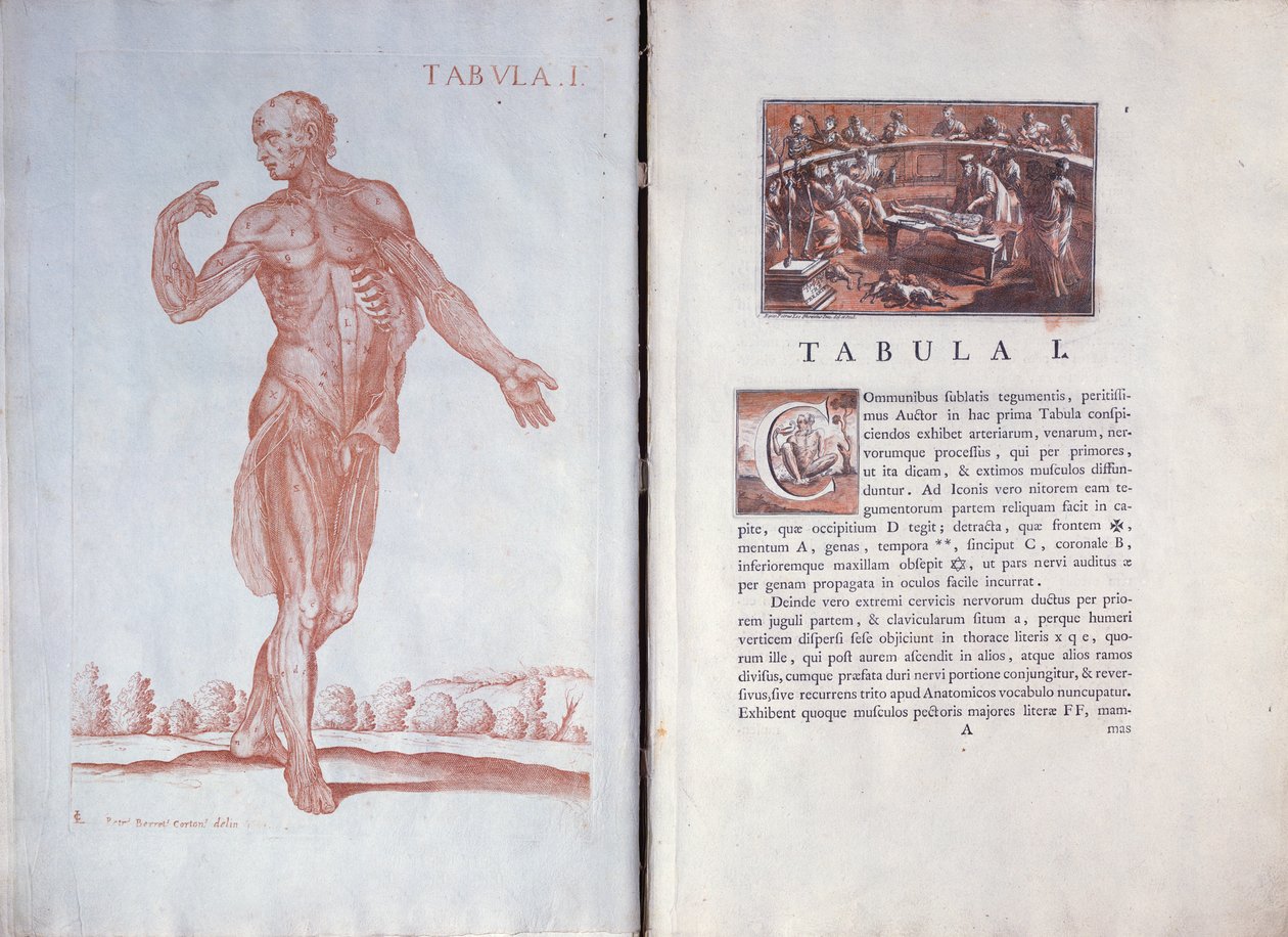 Deska 1 z „The Anatomical Tables“, Řím, 1788 od Pietro da Cortona