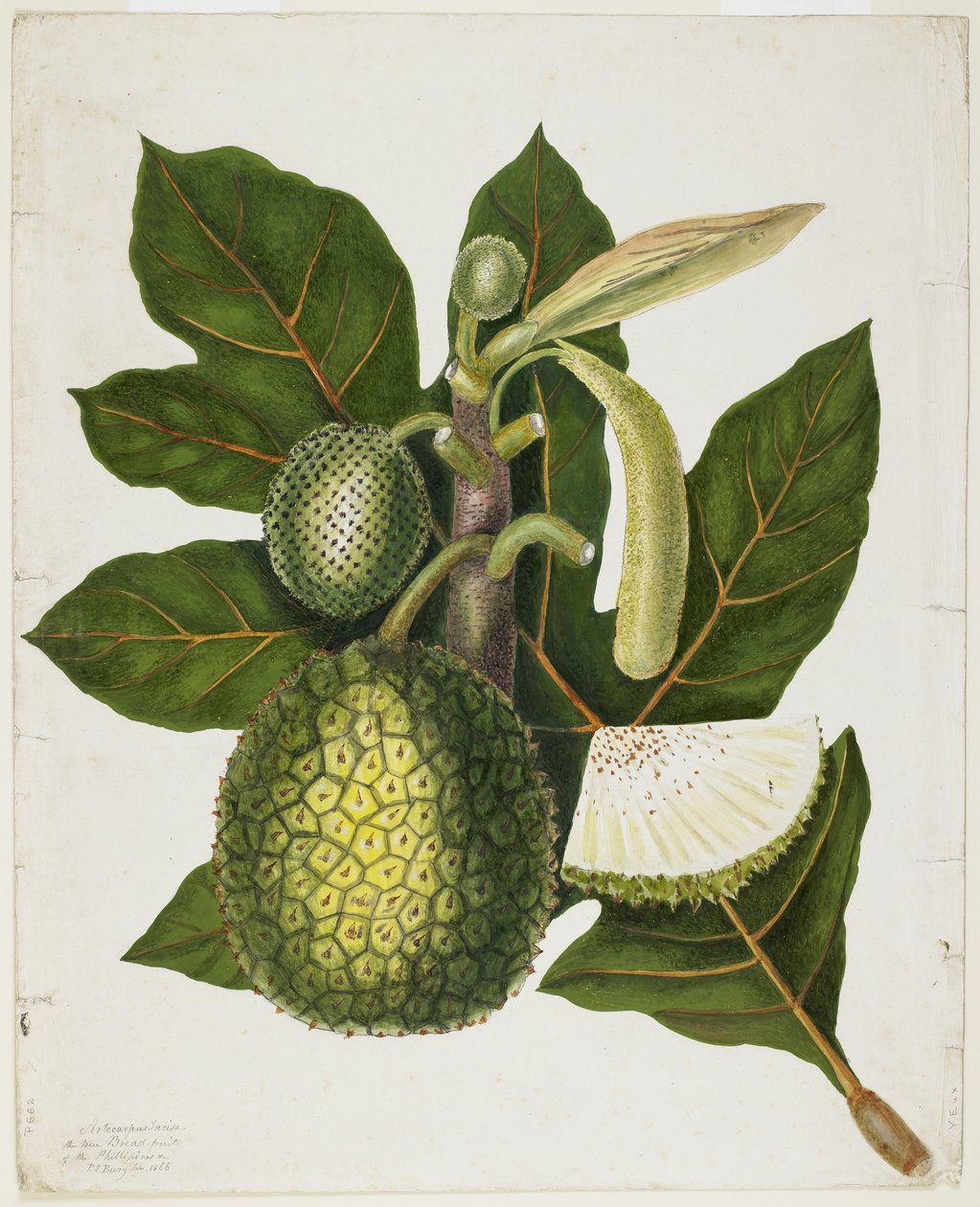 Artocarpus Incisa (Skutečný chléb-ovoce Filipín), prosinec 1866 od Priscilla Susan Bury