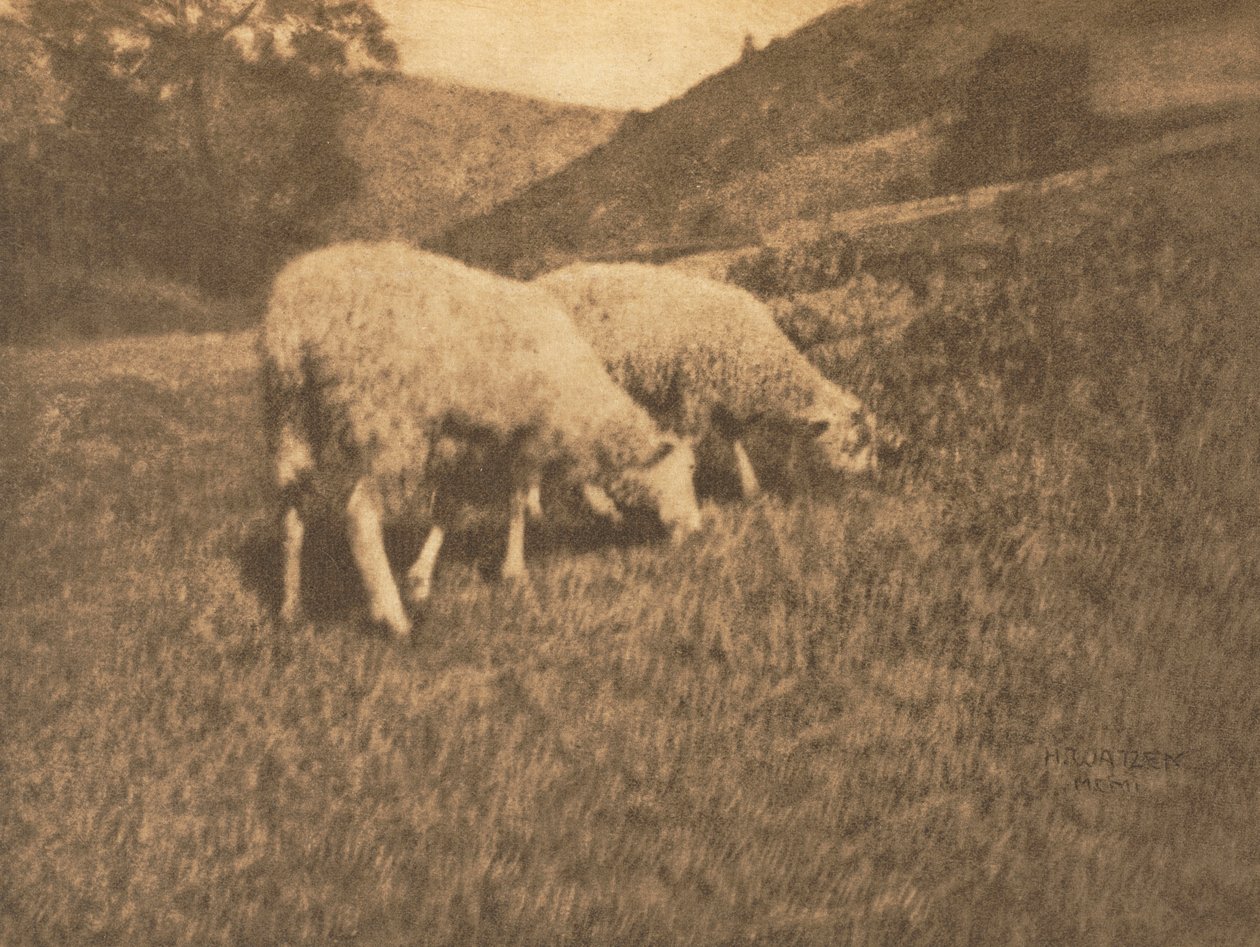 Kamera: Ovce, 1906. od Professor Hans Watzek