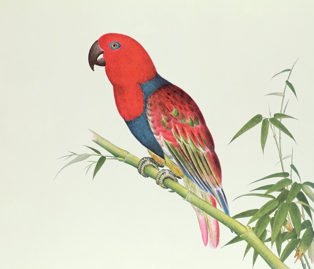 Papoušek Eclectus, na bambusovém výhonku, období Čchien-lung (1736-96) (barva na papíře) od Qing Dynasty Chinese School