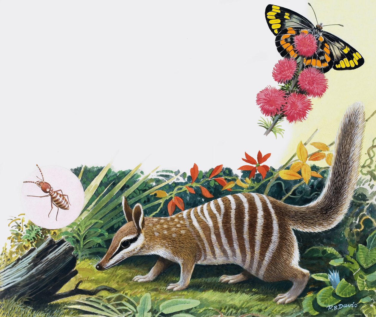 Numbat od R.B. Davis
