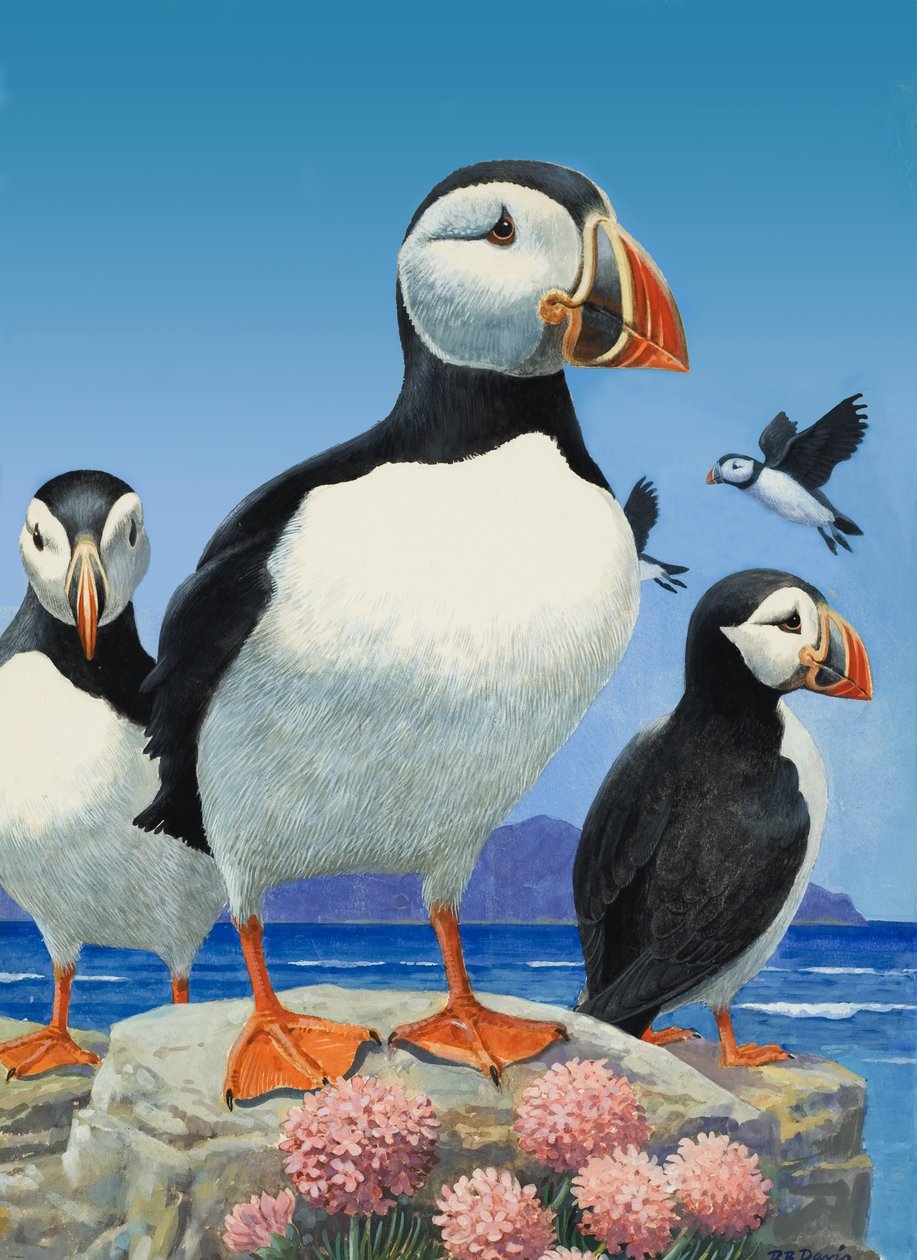 Puffins (kvaš na papíře) od R.B. Davis