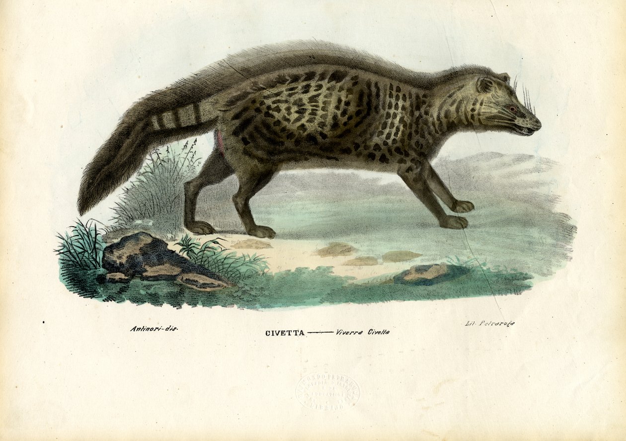 Cibetka africká, 1863-79 od Raimundo Petraroja