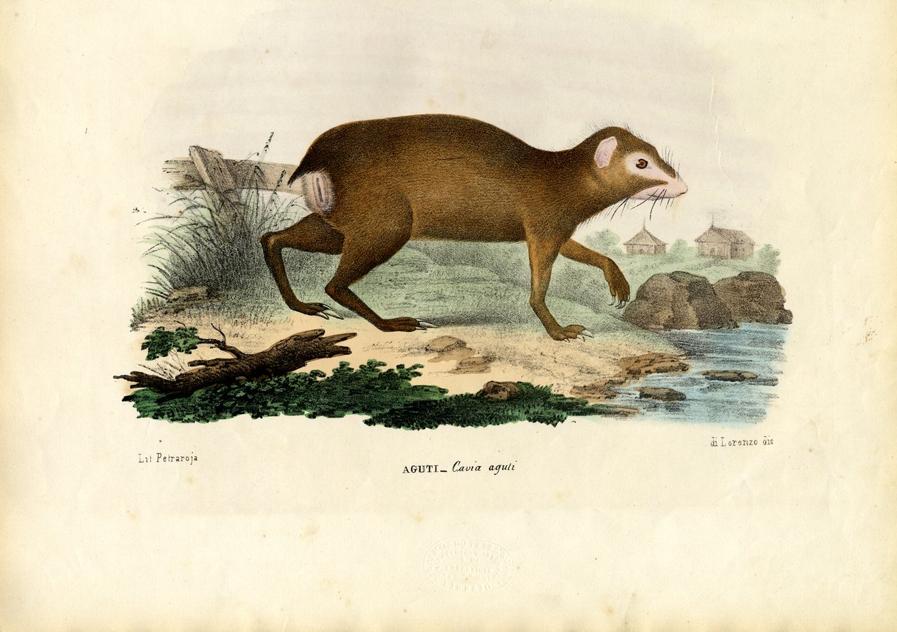Agouti, 1863-79 od Raimundo Petraroja