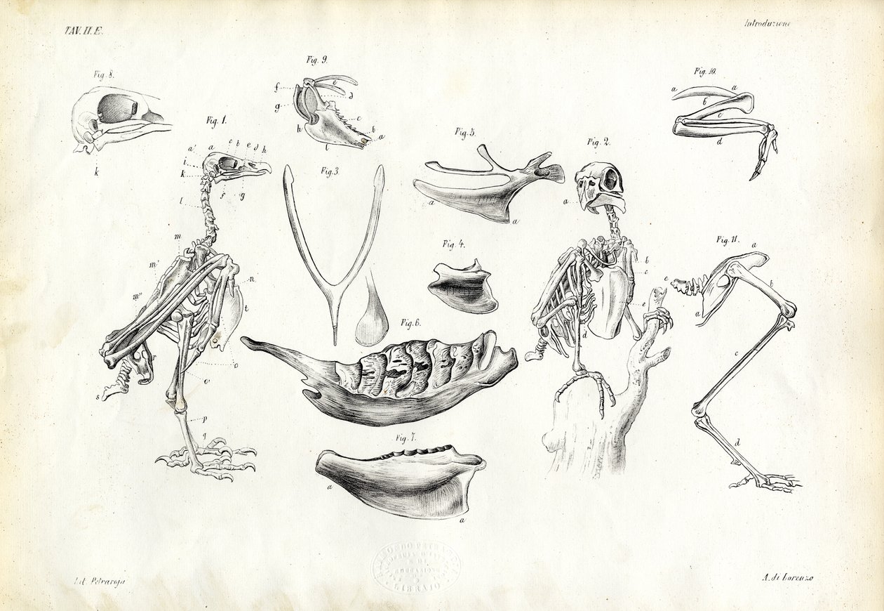 Anatomie, 1863-79 od Raimundo Petraroja