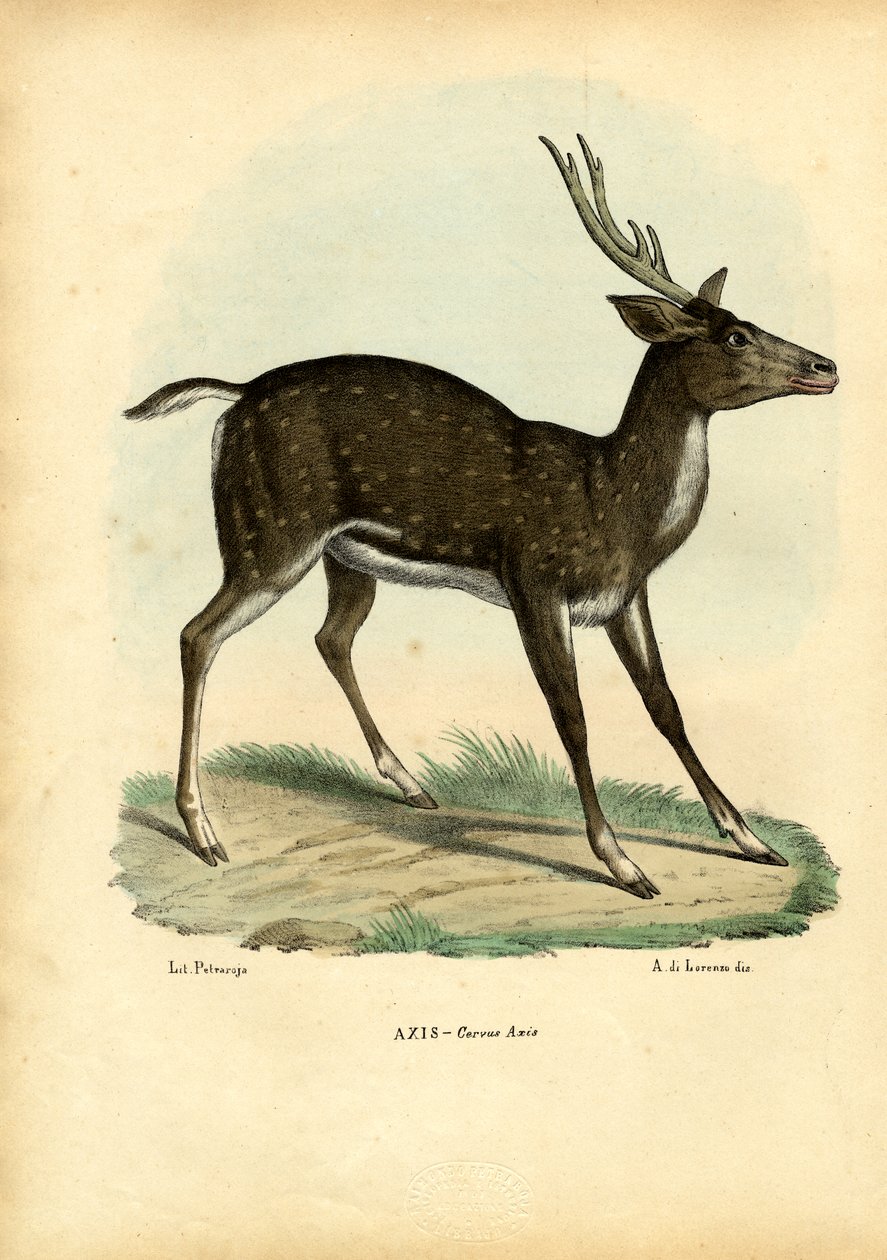 Osový jelen, 1863-79 od Raimundo Petraroja