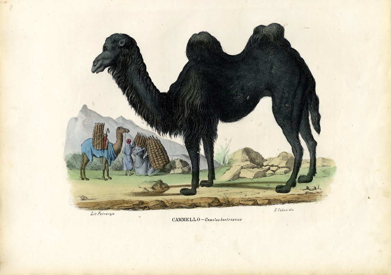 Velbloud dvouhrbý, 1863-79 od Raimundo Petraroja