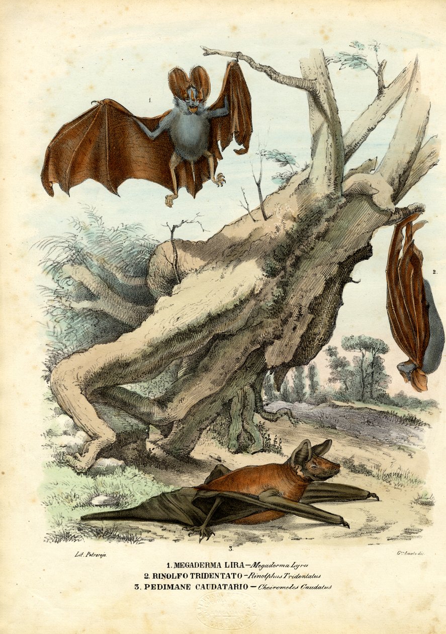 Netopýři, 1863-79 od Raimundo Petraroja
