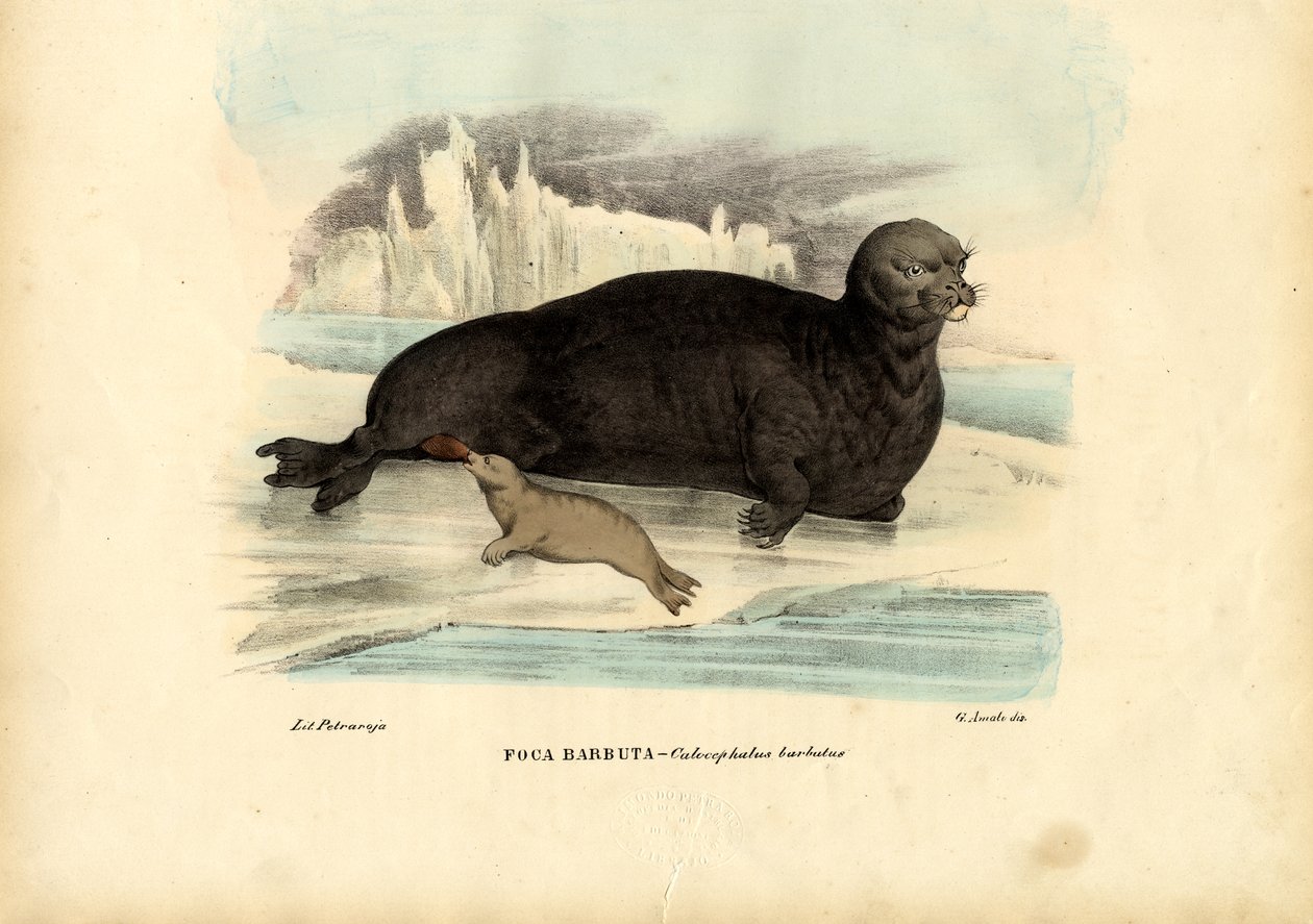 Pečeť vousatá, 1863-79 od Raimundo Petraroja