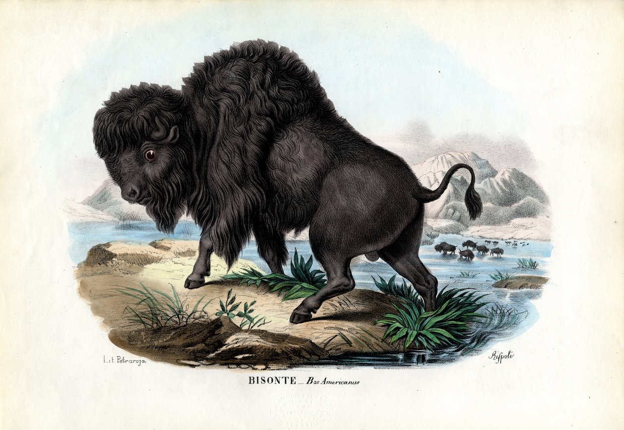 Bizon, 1863-79 od Raimundo Petraroja