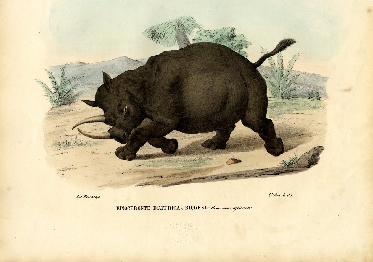 Černý nosorožec, 1863-79 od Raimundo Petraroja