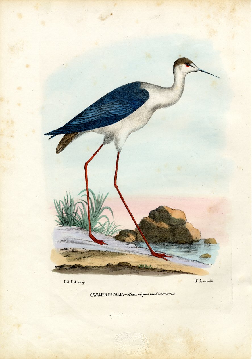 Dlask tlustozobý, 1863-79 od Raimundo Petraroja