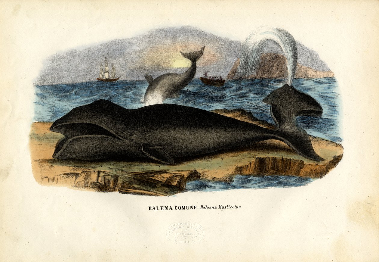 Bowhead Whale, 1863-79 od Raimundo Petraroja