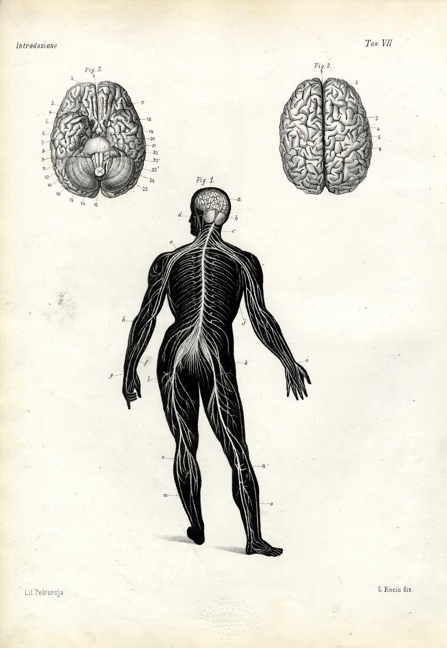 Mozek, 1863-79 od Raimundo Petraroja