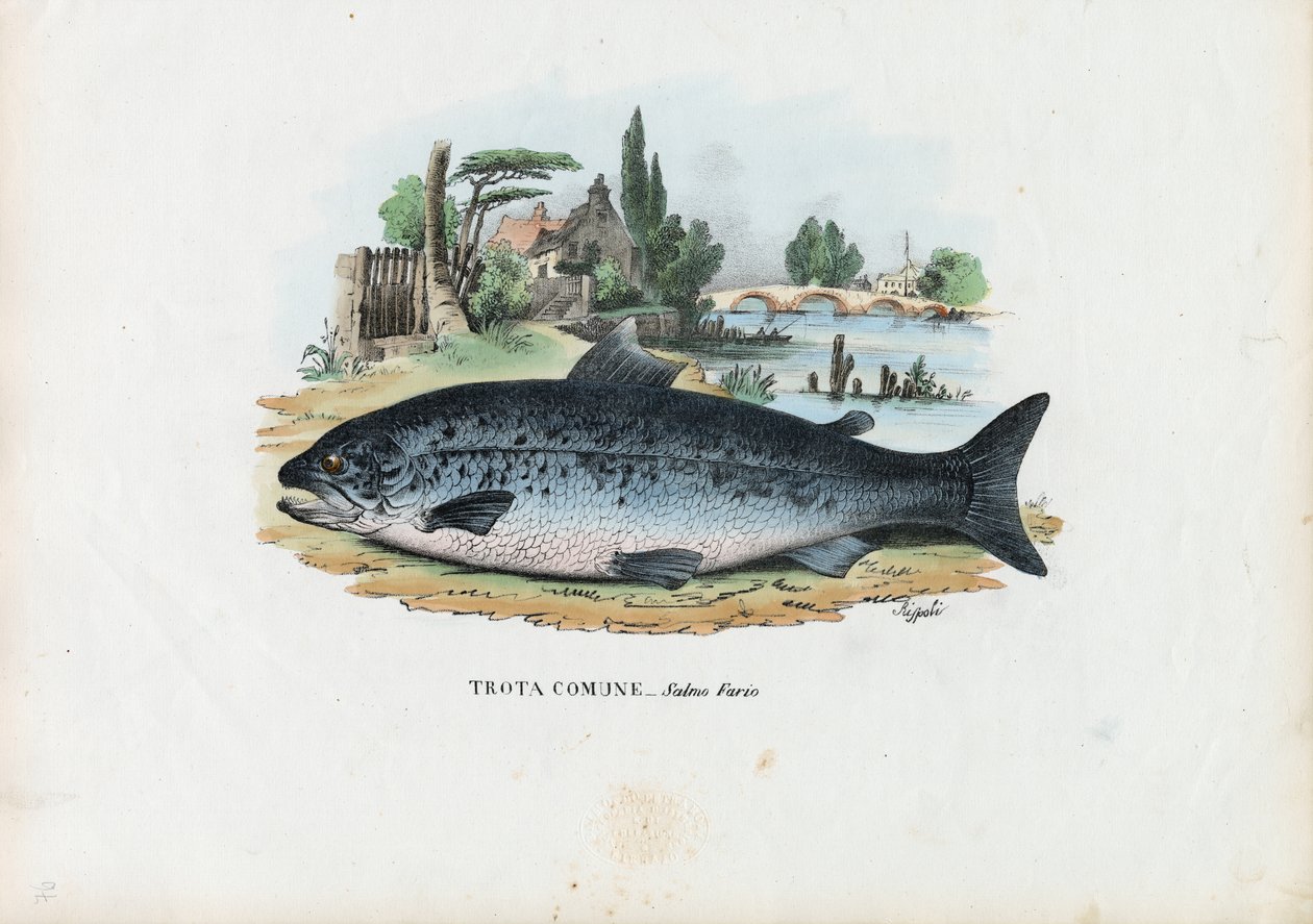 Pstruh obecný, 1863-79 od Raimundo Petraroja