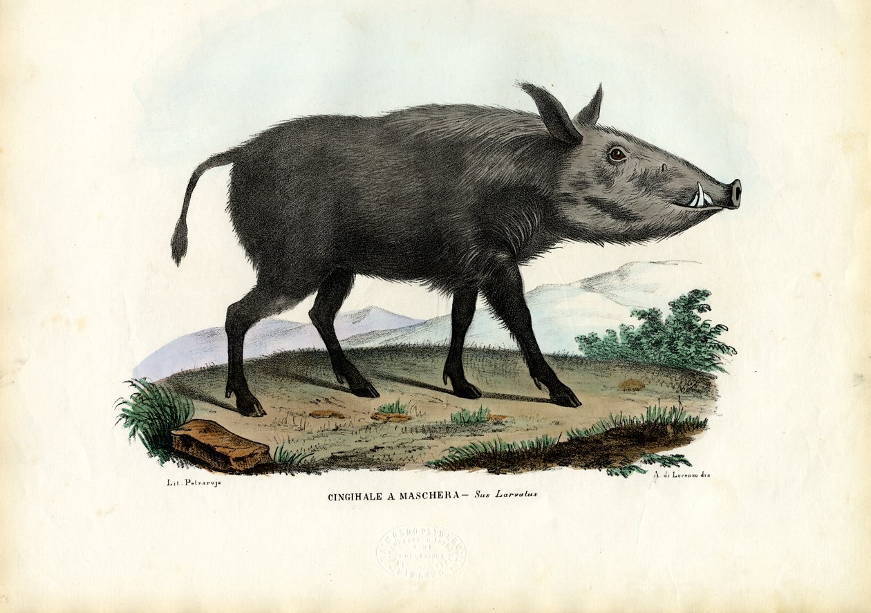 Bushpig, 1863-79 od Raimundo Petraroja