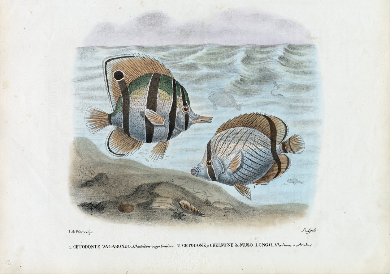 Motýlí ryby, 1863-79 od Raimundo Petraroja