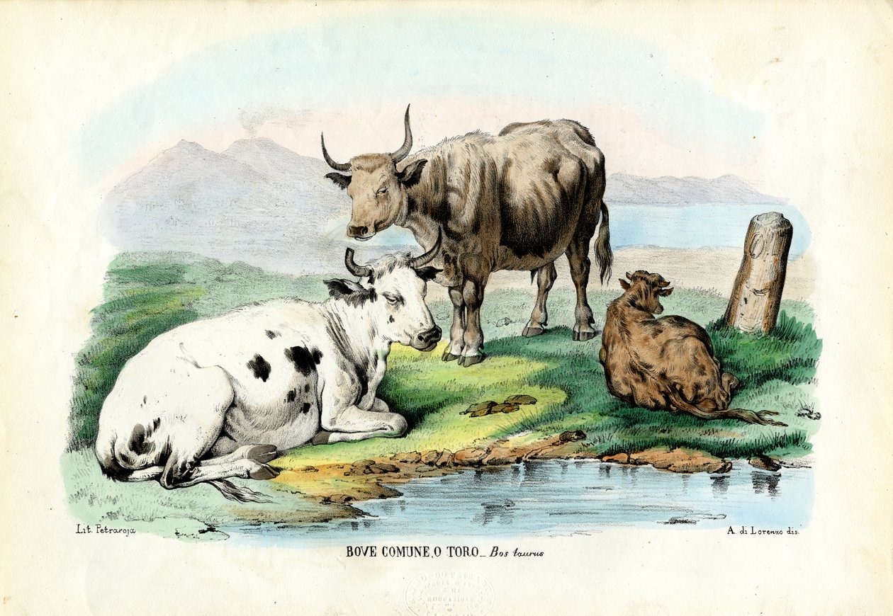 Dobytek, 1863-79 od Raimundo Petraroja