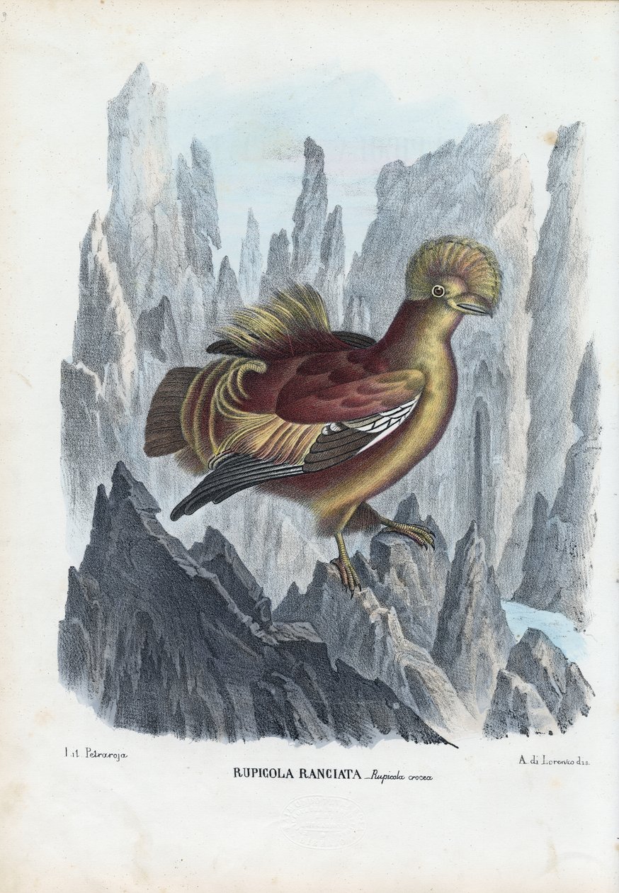 Cock-Of-The-Rock, 1863-79 od Raimundo Petraroja