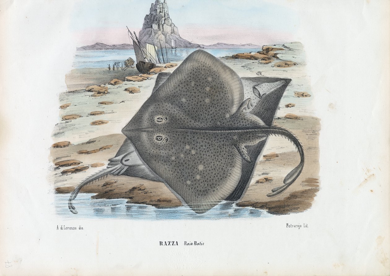 Běžná brusle, 1863-79 od Raimundo Petraroja