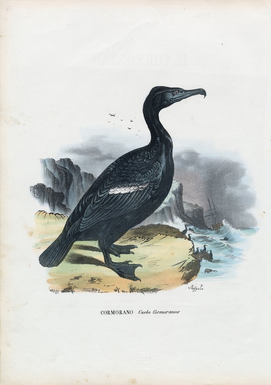 Kormorán, 1863-79 od Raimundo Petraroja