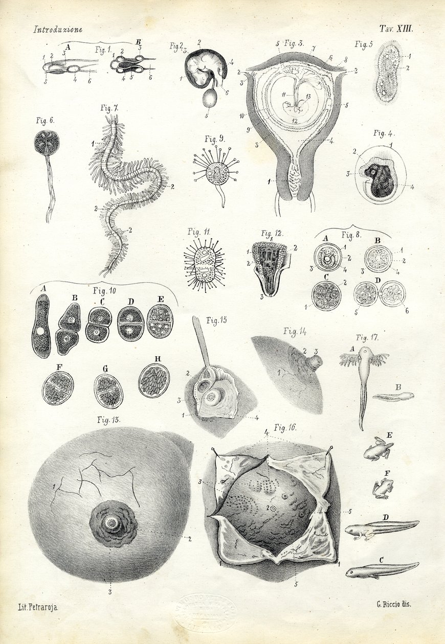 Vývoj, 1863-79 od Raimundo Petraroja
