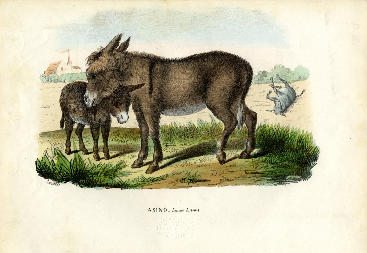 Osel, 1863-79 od Raimundo Petraroja