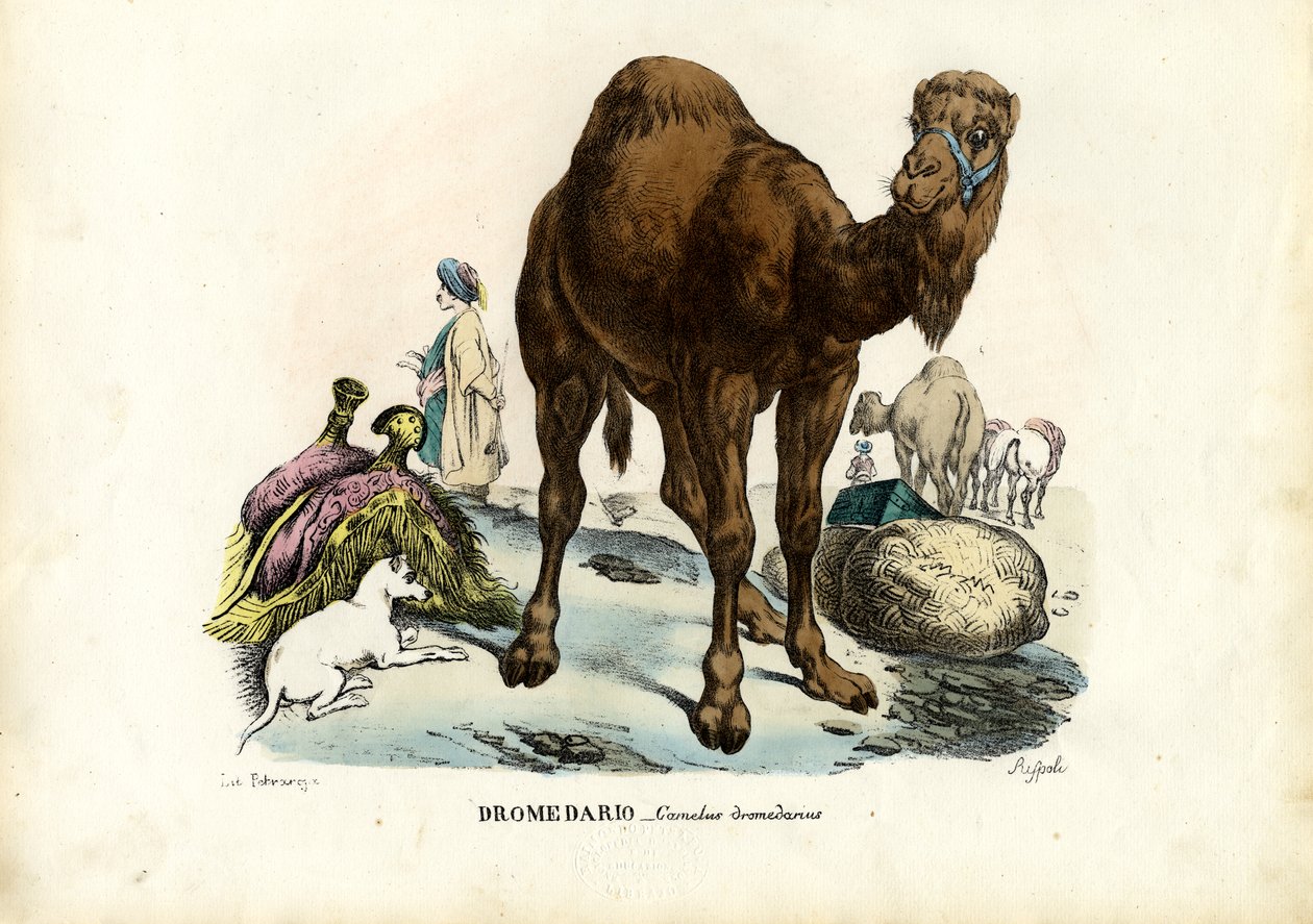 Dromedář, 1863-79 od Raimundo Petraroja