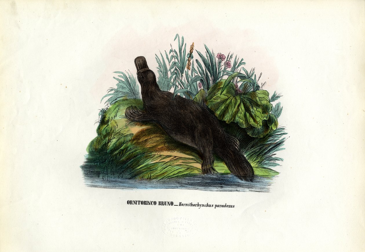 Platypus kachnozobý, 1863-79 od Raimundo Petraroja