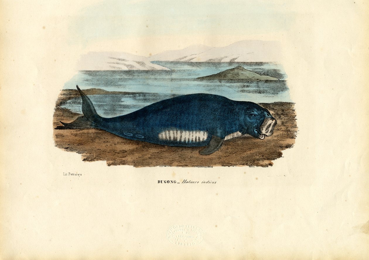 Dugong, 1863-79 od Raimundo Petraroja