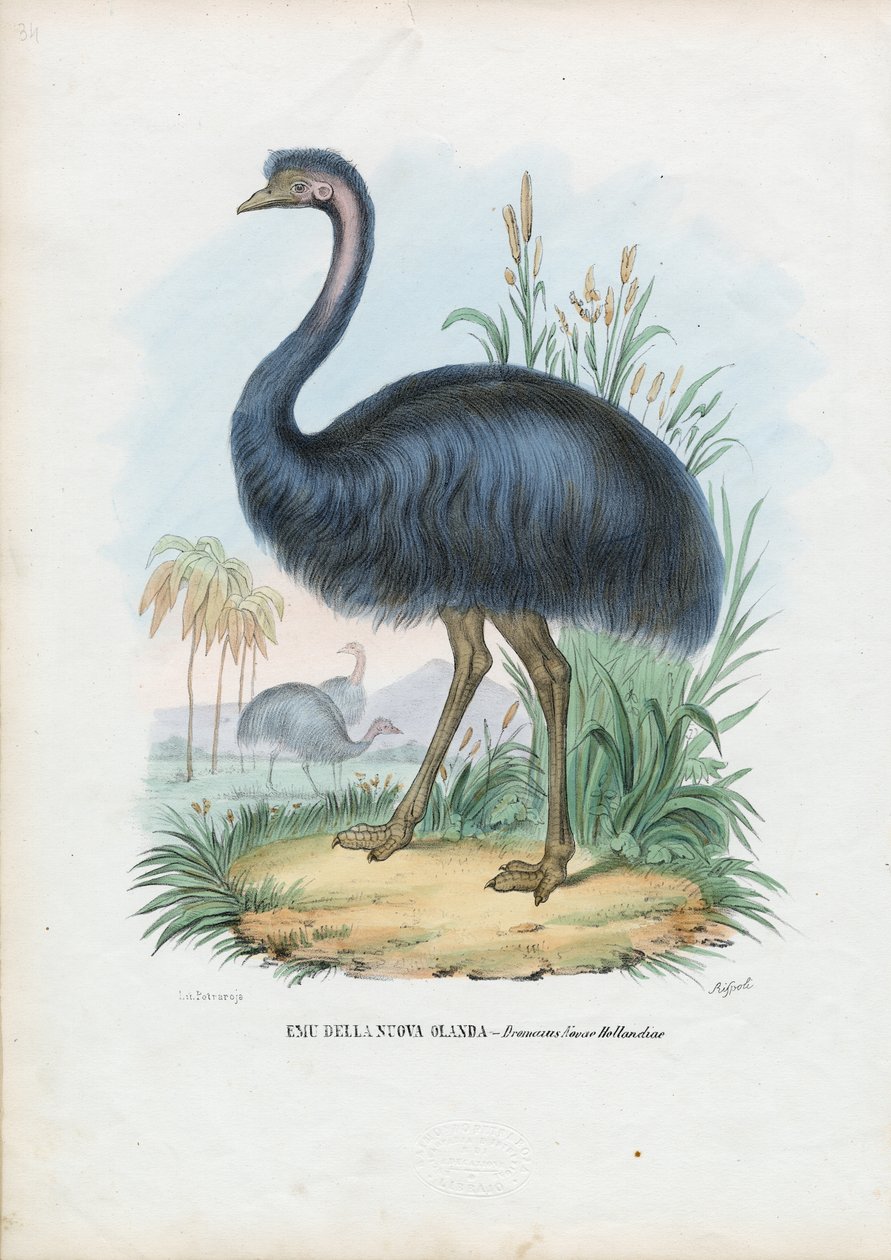 Emu, 1863-79 od Raimundo Petraroja