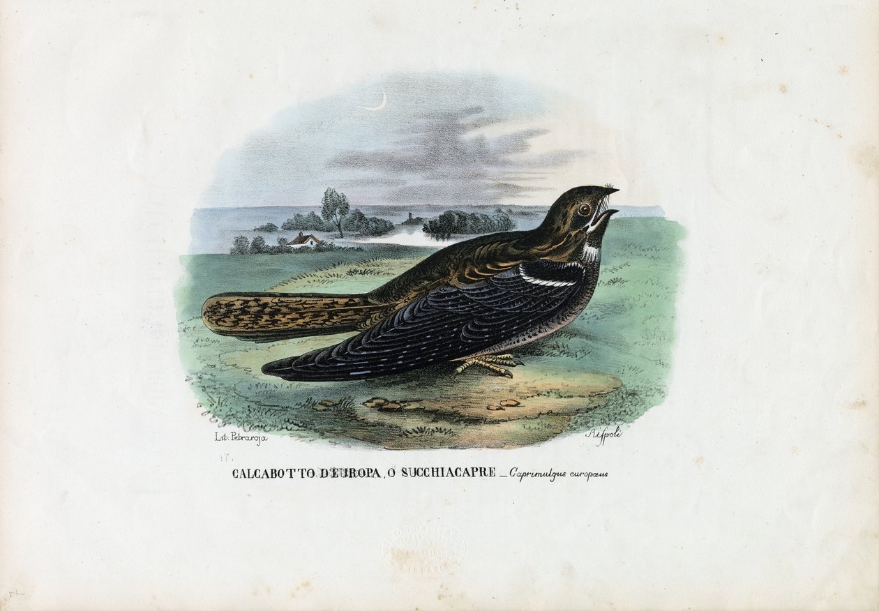 European Nightjar, 1863-79 od Raimundo Petraroja
