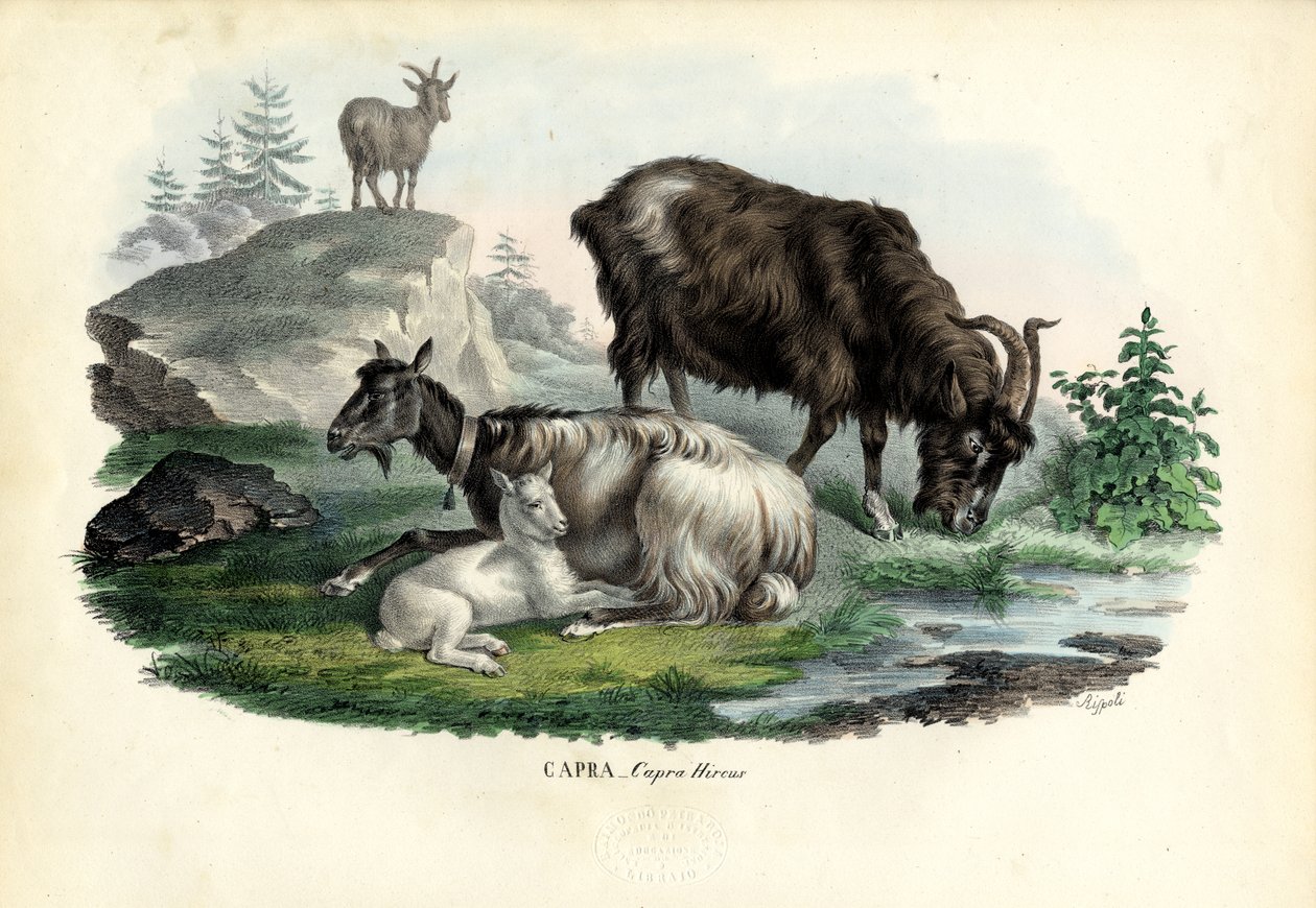 Divoká koza, 1863-79 od Raimundo Petraroja